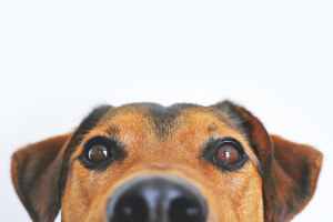Your Dog Can Smell the Passage of Time - Here's How